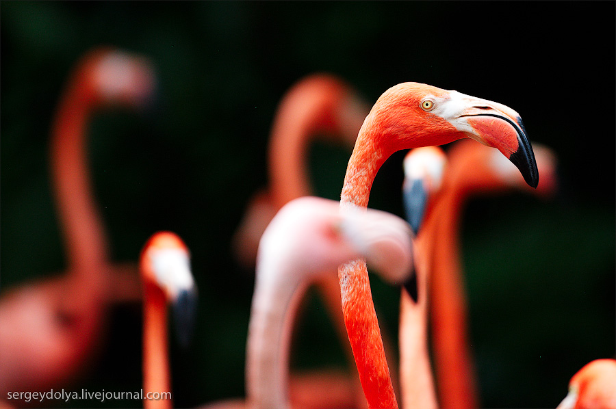 Фотография: Сингапурский парк птиц №40 - BigPicture.ru