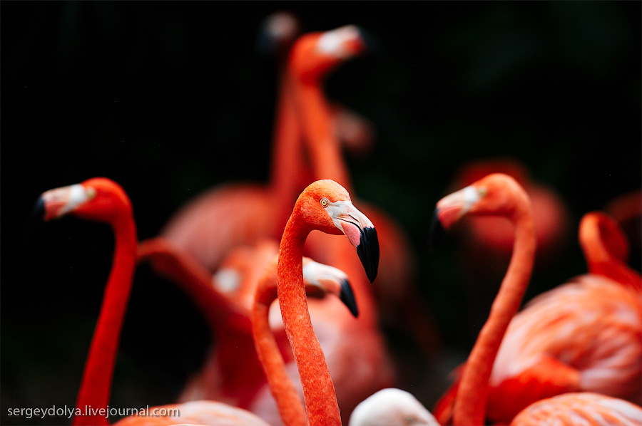 Фотография: Сингапурский парк птиц №41 - BigPicture.ru
