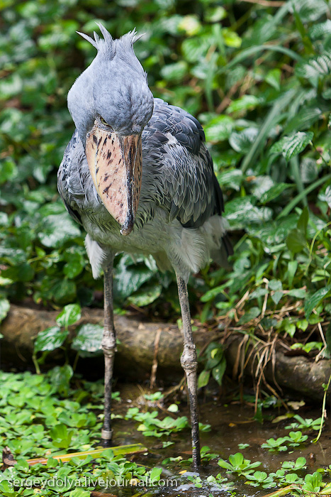 Фотография: Сингапурский парк птиц №42 - BigPicture.ru