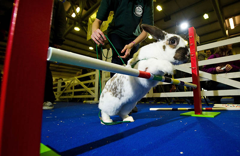 Фотография: В Лондоне прошла кроличья Олимпиада №5 - BigPicture.ru