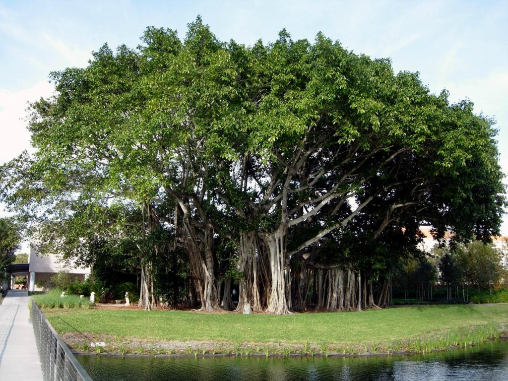 Фотография: Баньян - национальное дерево Индии №6 - BigPicture.ru