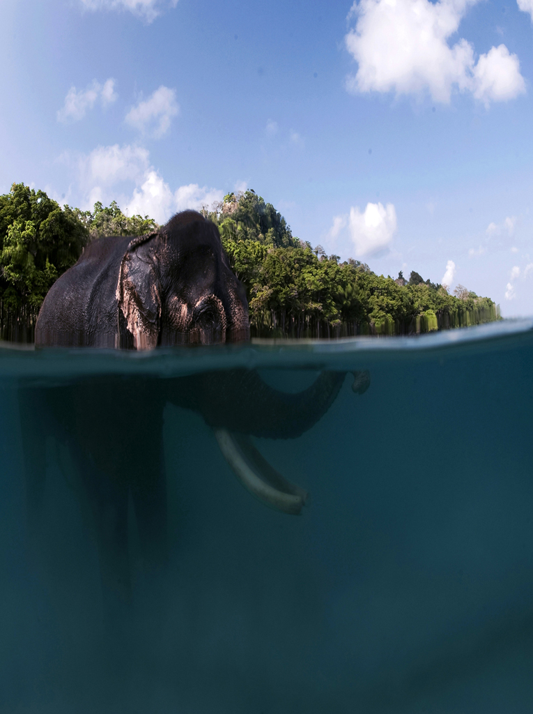 Фотография: Последний плавающий слон №6 - BigPicture.ru