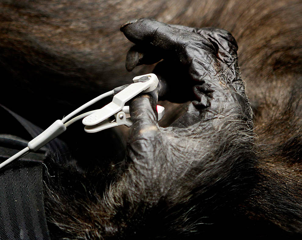 Фотография: 73-летней самке шимпанзе провели операцию №7 - BigPicture.ru