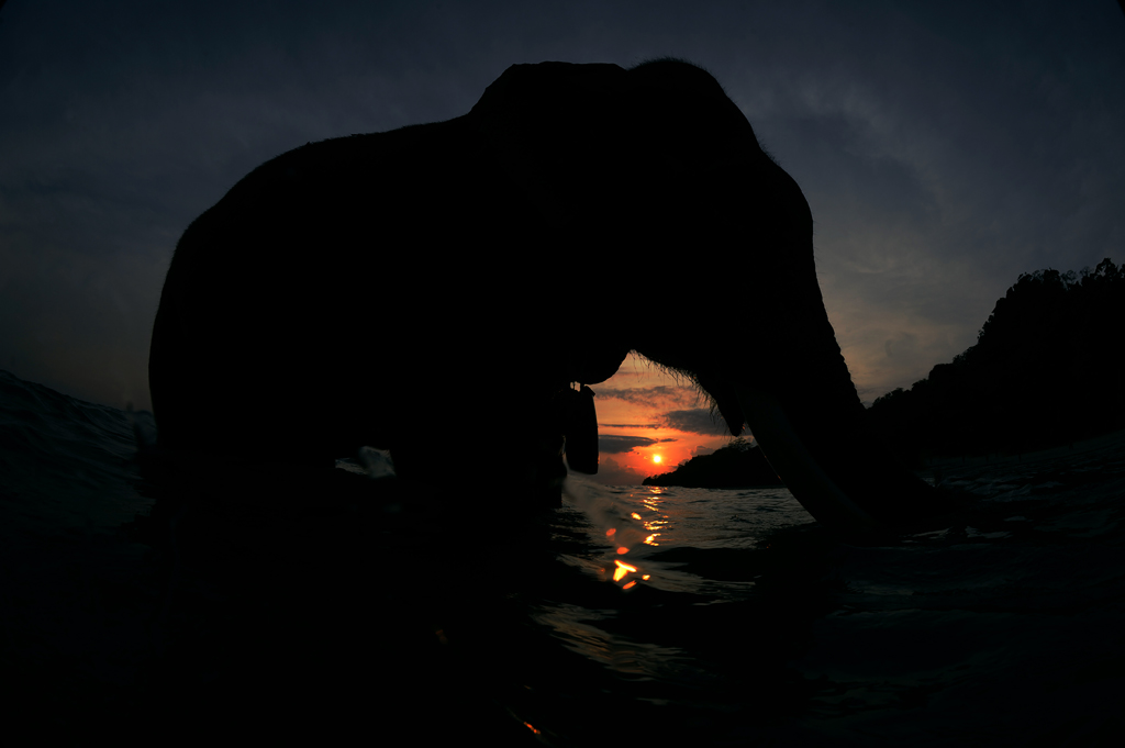 Фотография: Последний плавающий слон №7 - BigPicture.ru