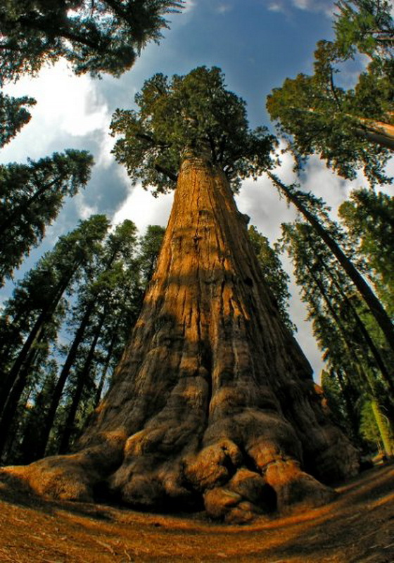 Самое Большое Дерево В Мире Фото Название