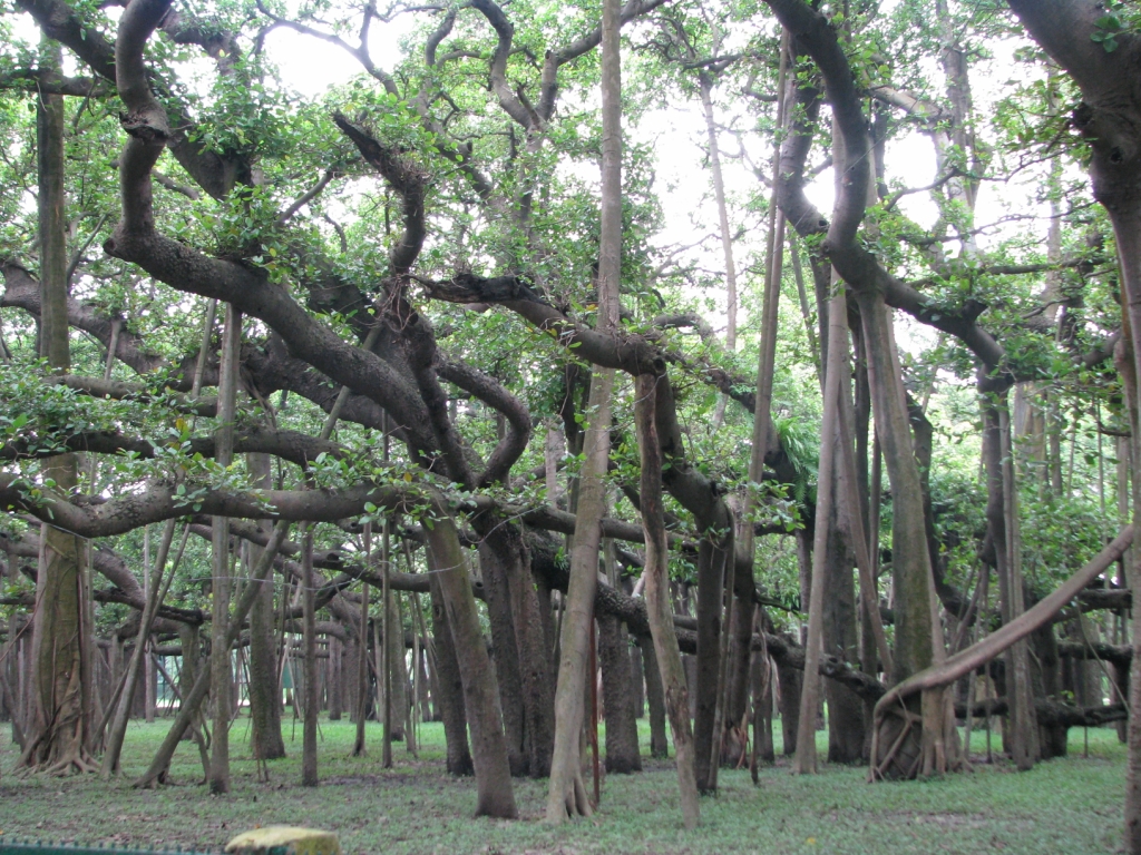 Фотография: Баньян - национальное дерево Индии №8 - BigPicture.ru