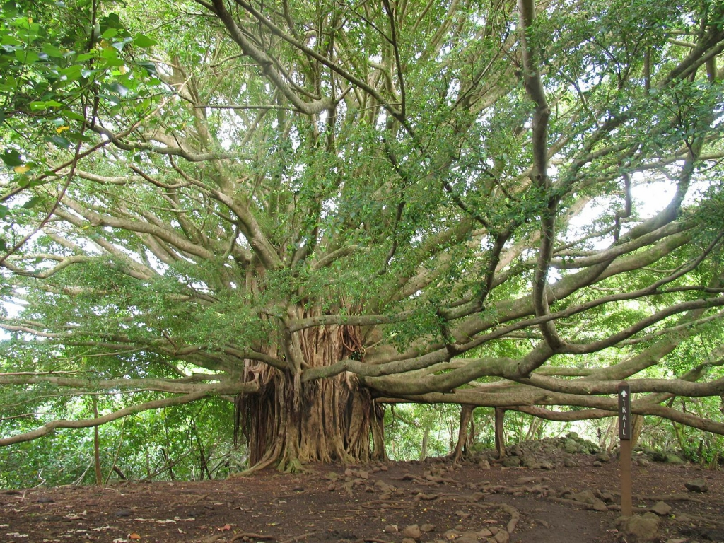 Фотография: Баньян - национальное дерево Индии №9 - BigPicture.ru