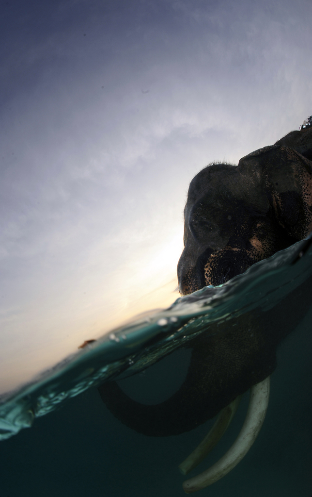 Фотография: Последний плавающий слон №10 - BigPicture.ru
