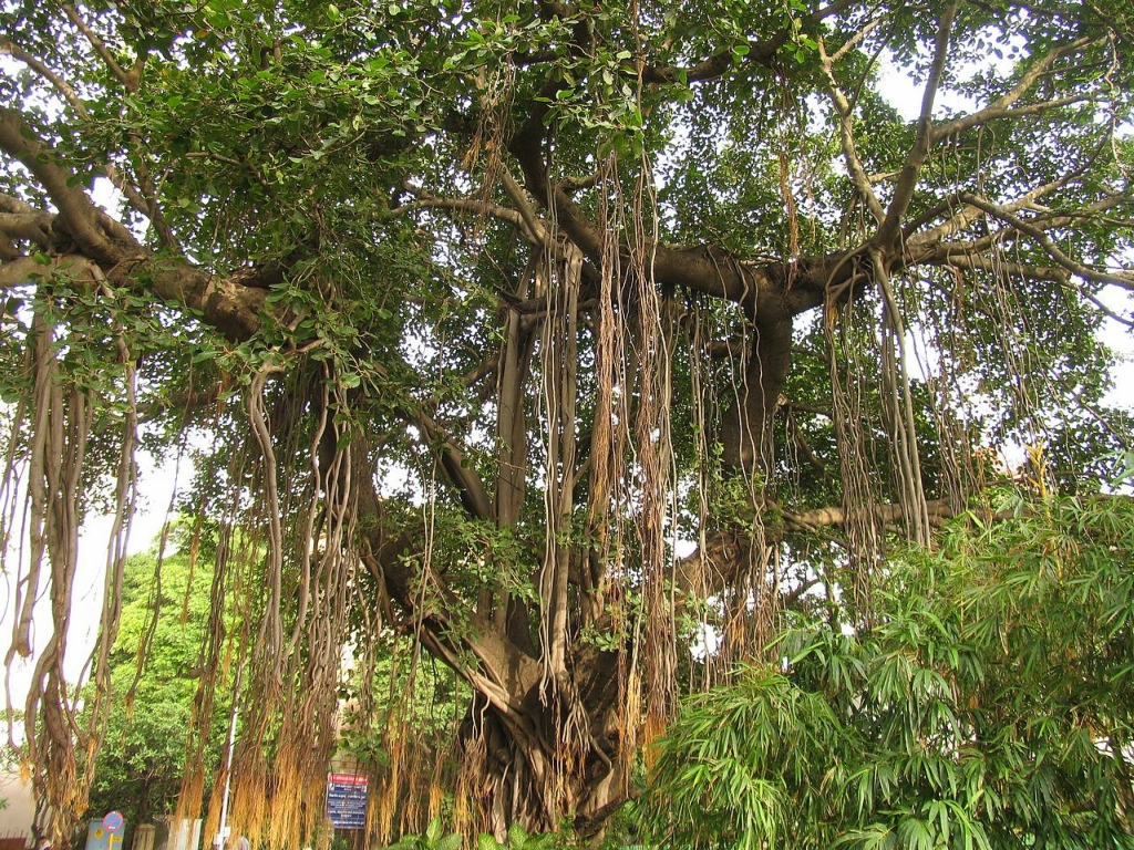 Фотография: Баньян - национальное дерево Индии №10 - BigPicture.ru