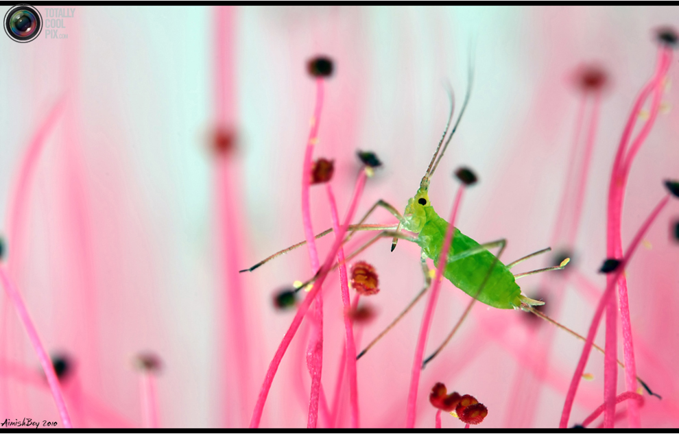 Фотография: Удивительная макрофотография: неожиданно гламурные насекомые и многое другое №2 - BigPicture.ru