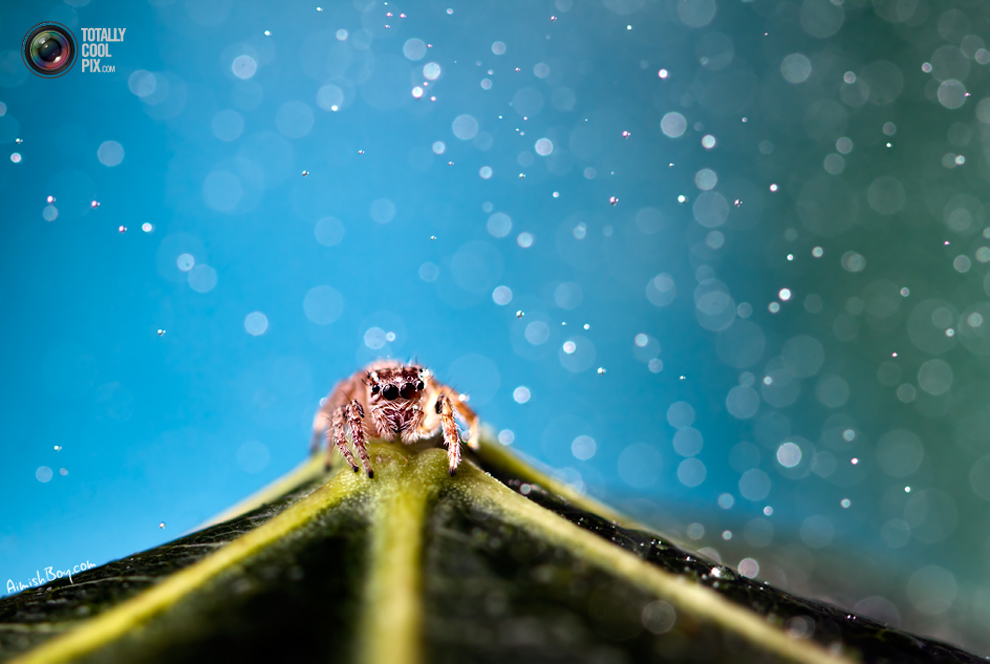 Фотография: Удивительная макрофотография: неожиданно гламурные насекомые и многое другое №6 - BigPicture.ru