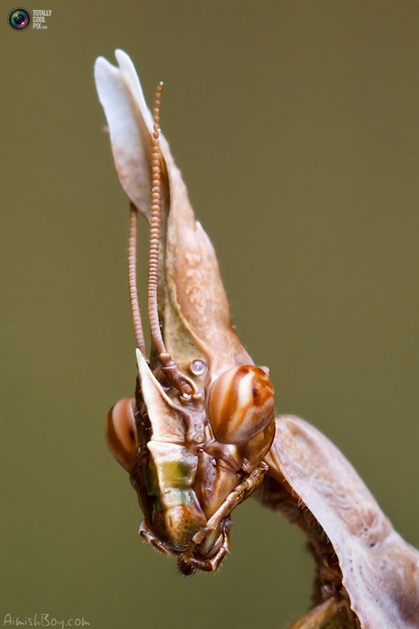 Фотография: Удивительная макрофотография: неожиданно гламурные насекомые и многое другое №8 - BigPicture.ru