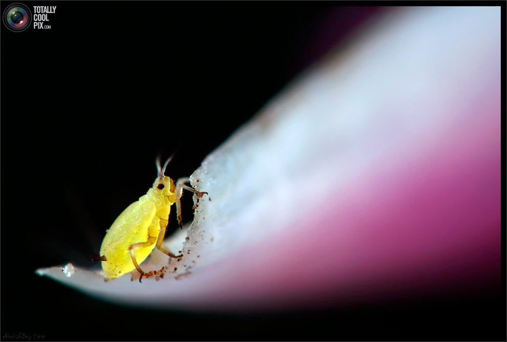 Фотография: Удивительная макрофотография: неожиданно гламурные насекомые и многое другое №9 - BigPicture.ru