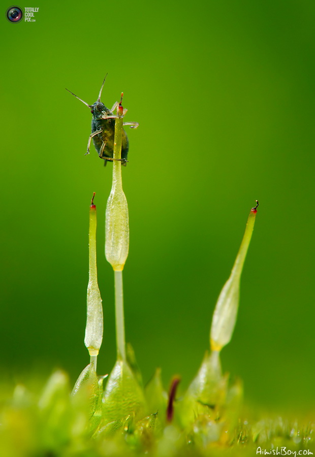 Фотография: Удивительная макрофотография: неожиданно гламурные насекомые и многое другое №17 - BigPicture.ru