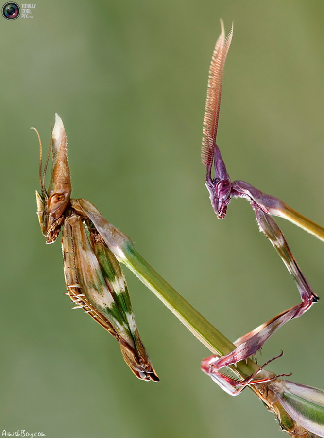 Фотография: Удивительная макрофотография: неожиданно гламурные насекомые и многое другое №21 - BigPicture.ru