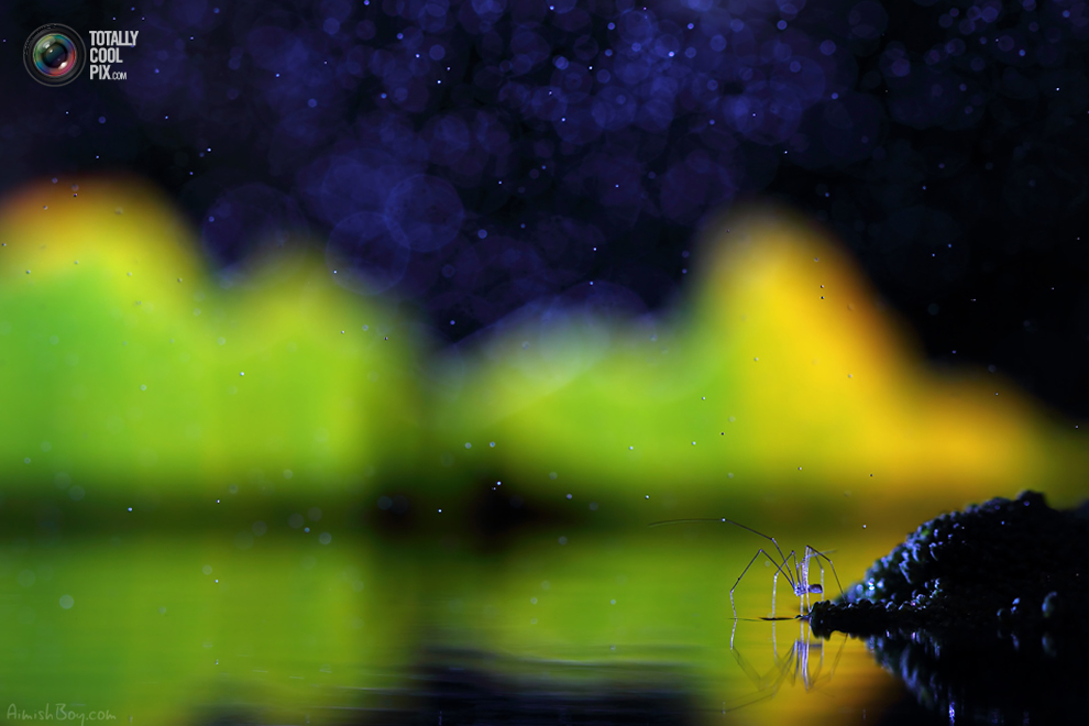 Фотография: Удивительная макрофотография: неожиданно гламурные насекомые и многое другое №28 - BigPicture.ru