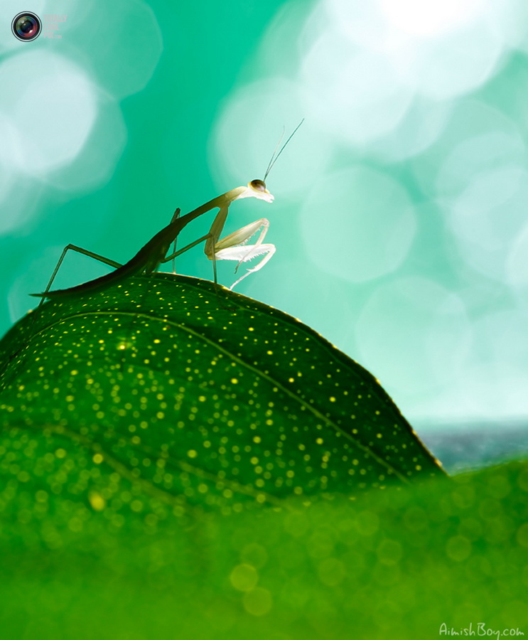 Фотография: Удивительная макрофотография: неожиданно гламурные насекомые и многое другое №30 - BigPicture.ru