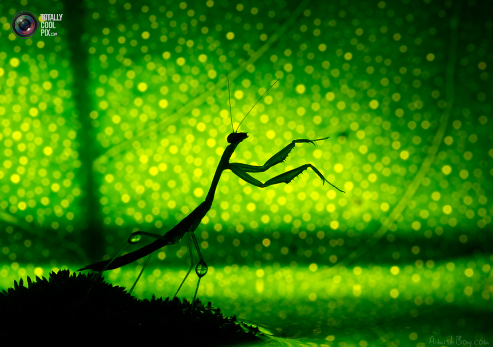 Фотография: Удивительная макрофотография: неожиданно гламурные насекомые и многое другое №31 - BigPicture.ru
