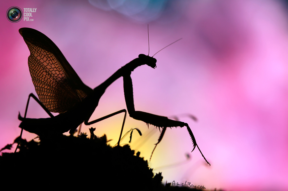 Фотография: Удивительная макрофотография: неожиданно гламурные насекомые и многое другое №38 - BigPicture.ru