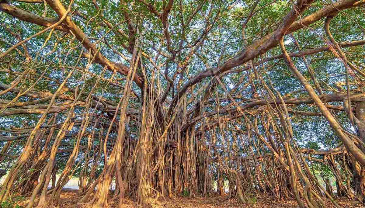 Bigpicture ru великий баньян