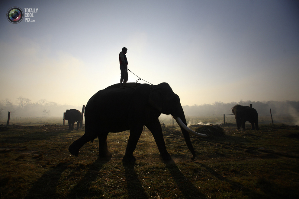 Фотография: Слоны в национальном парке Читван №2 - BigPicture.ru