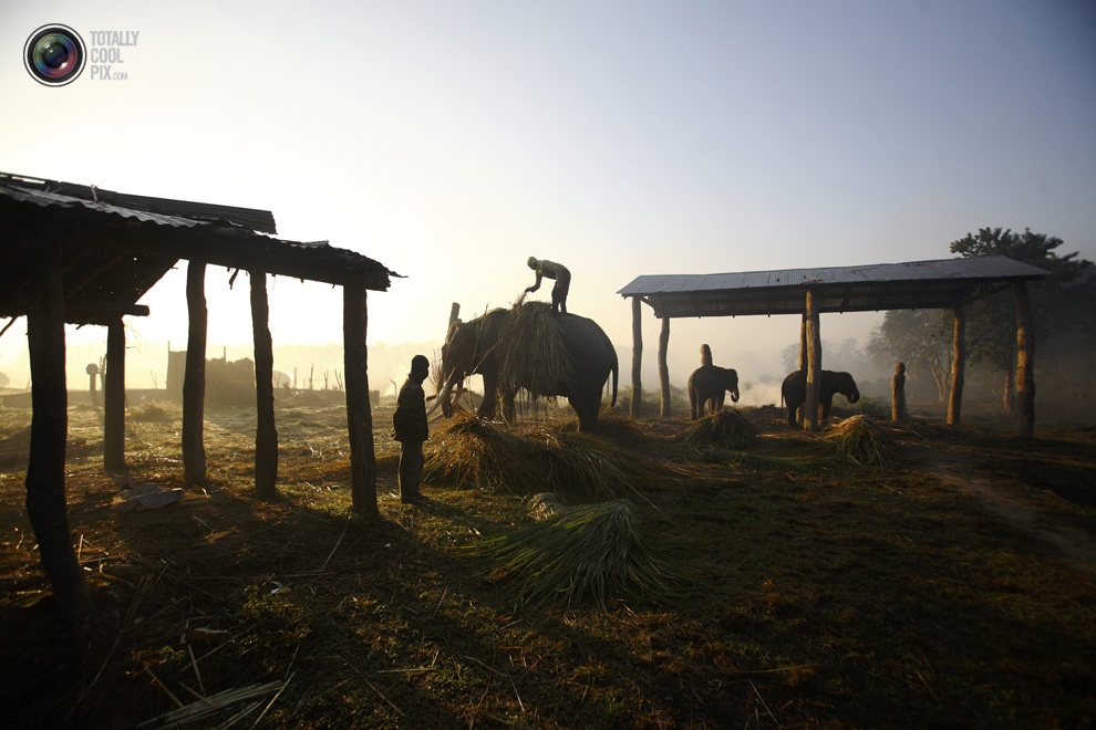 Фотография: Слоны в национальном парке Читван №3 - BigPicture.ru