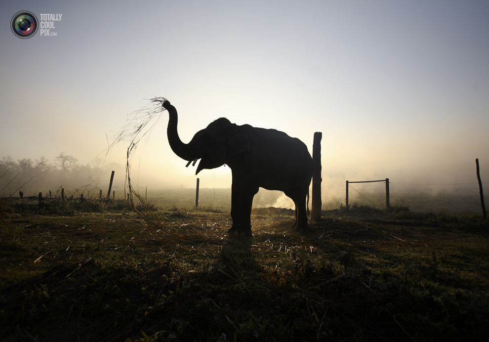 Фотография: Слоны в национальном парке Читван №4 - BigPicture.ru