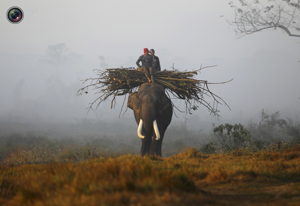 Фотография: Слоны в национальном парке Читван №5 - BigPicture.ru