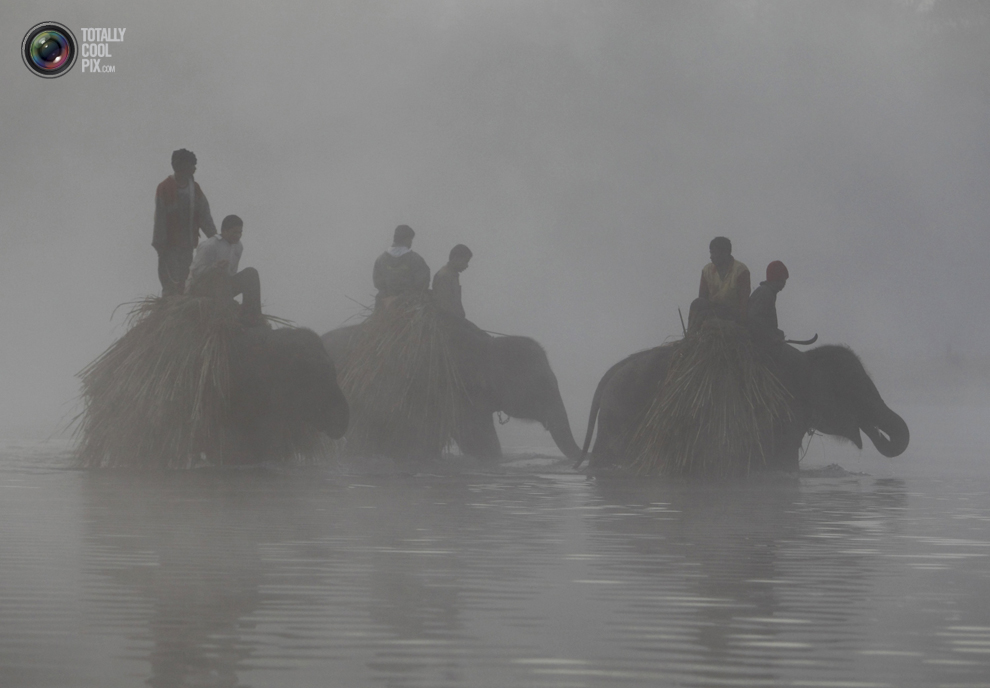 Фотография: Слоны в национальном парке Читван №7 - BigPicture.ru