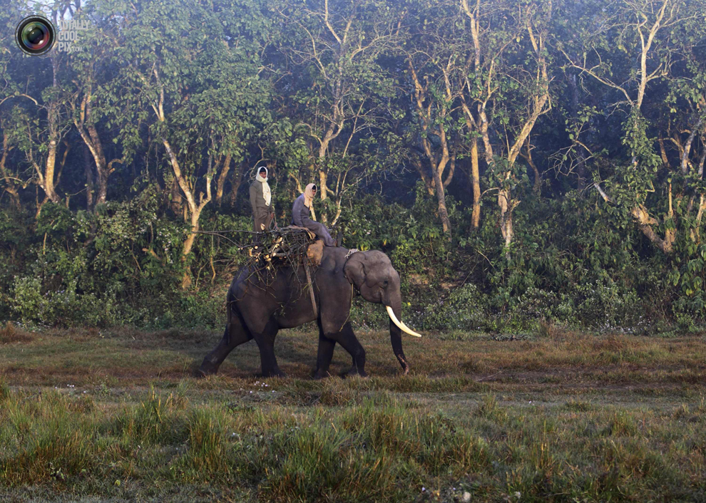 Фотография: Слоны в национальном парке Читван №8 - BigPicture.ru