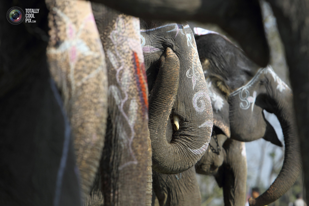 Фотография: Слоны в национальном парке Читван №10 - BigPicture.ru
