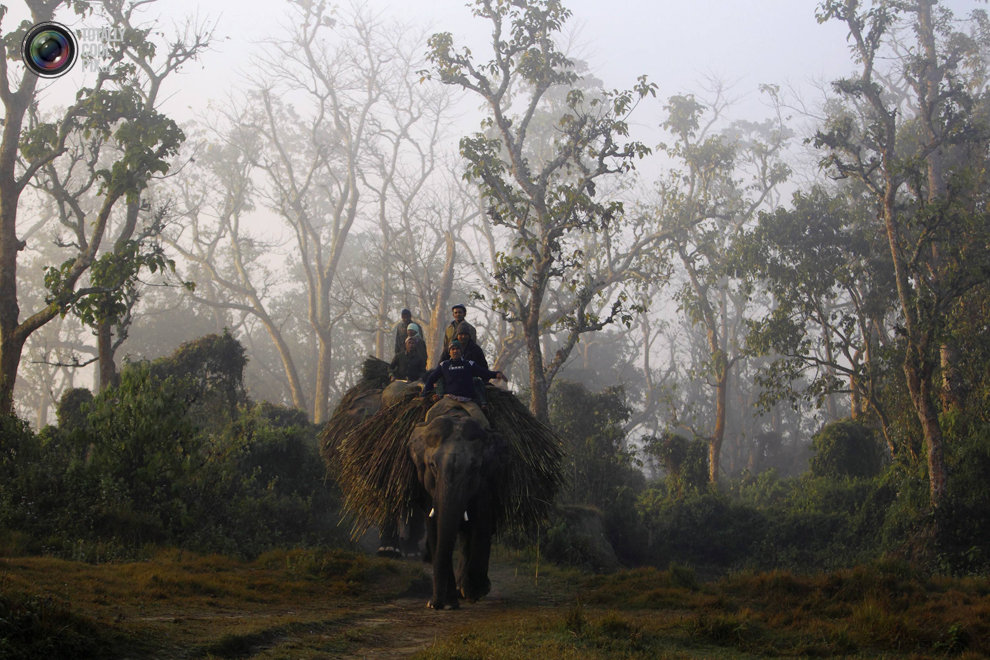 Фотография: Слоны в национальном парке Читван №12 - BigPicture.ru