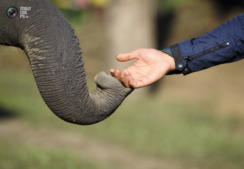 Фотография: Слоны в национальном парке Читван №14 - BigPicture.ru