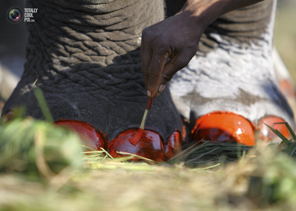 Фотография: Слоны в национальном парке Читван №15 - BigPicture.ru