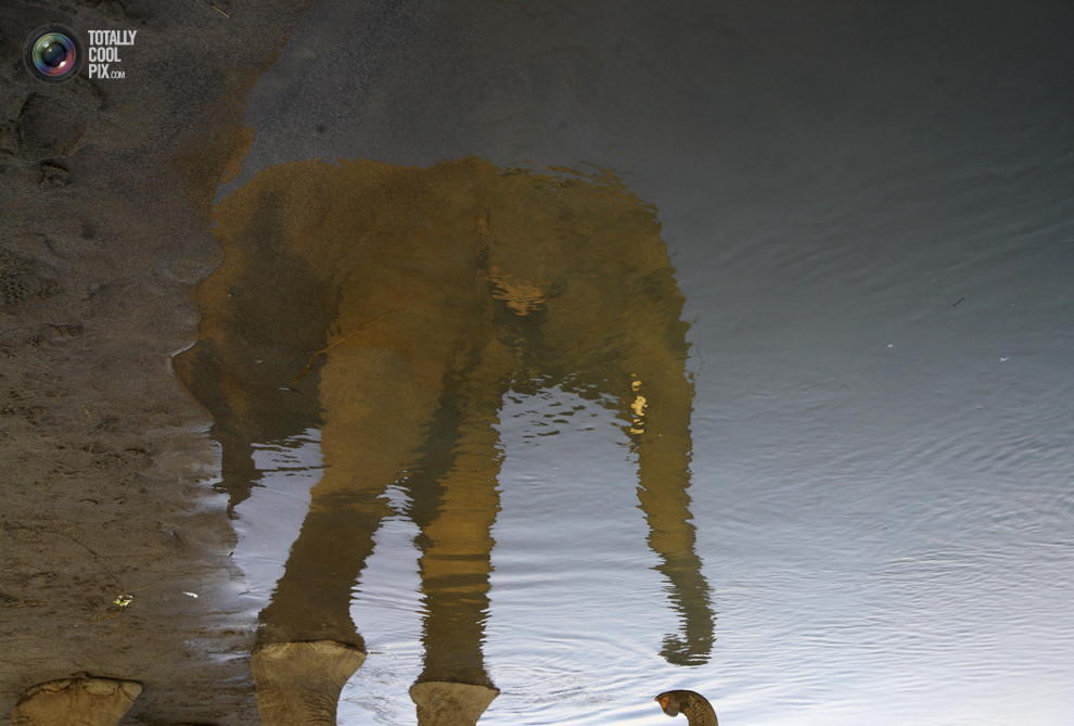Фотография: Слоны в национальном парке Читван №16 - BigPicture.ru