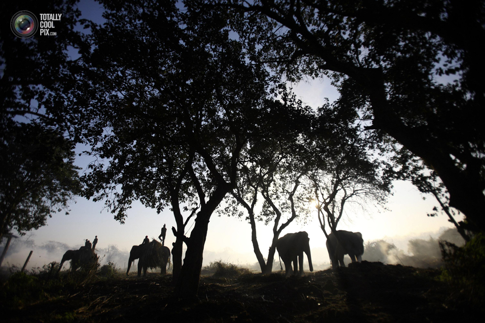 Фотография: Слоны в национальном парке Читван №20 - BigPicture.ru