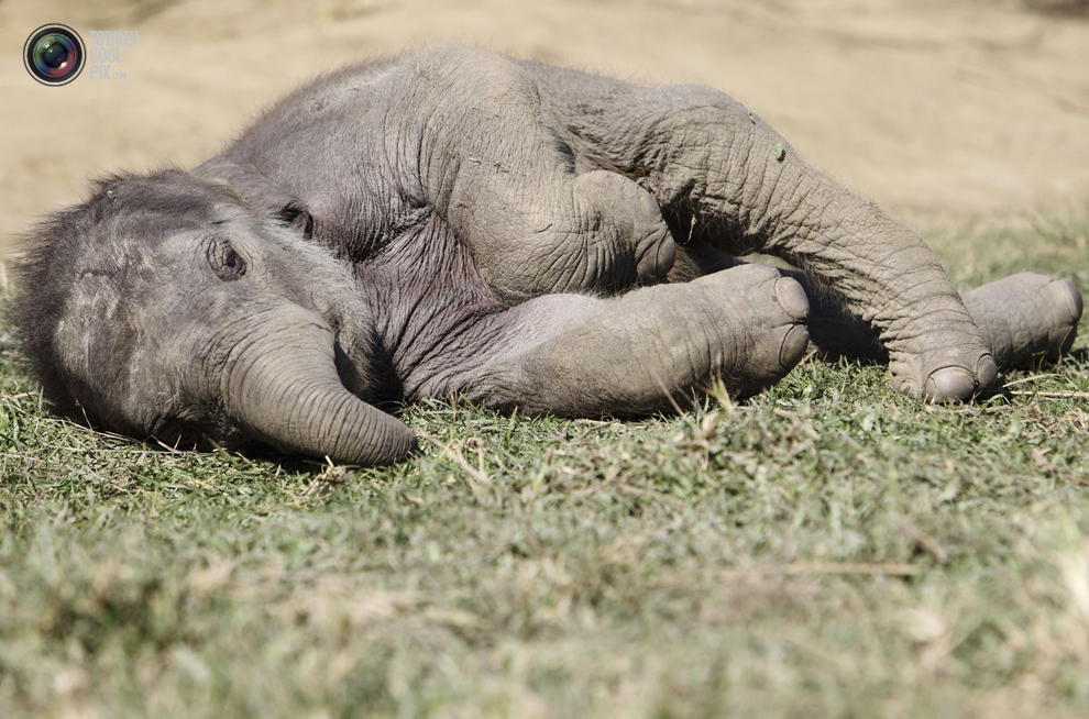 Фотография: Слоны в национальном парке Читван №21 - BigPicture.ru