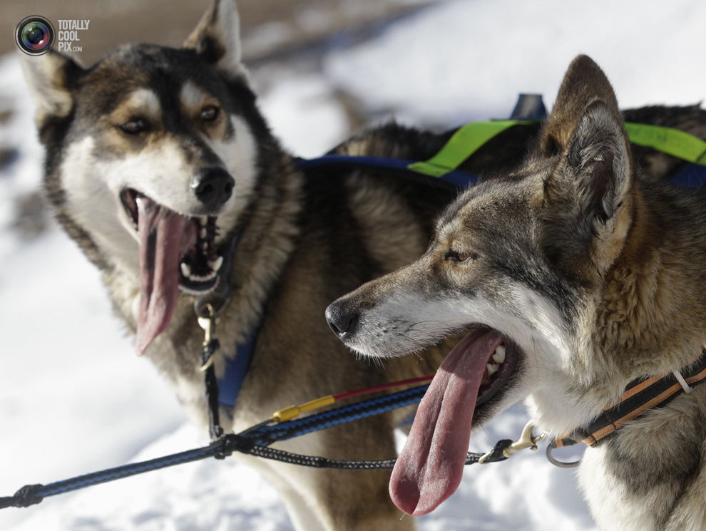 Фотография: Гонки на собачьих упряжках La Grande Odyssee №12 - BigPicture.ru