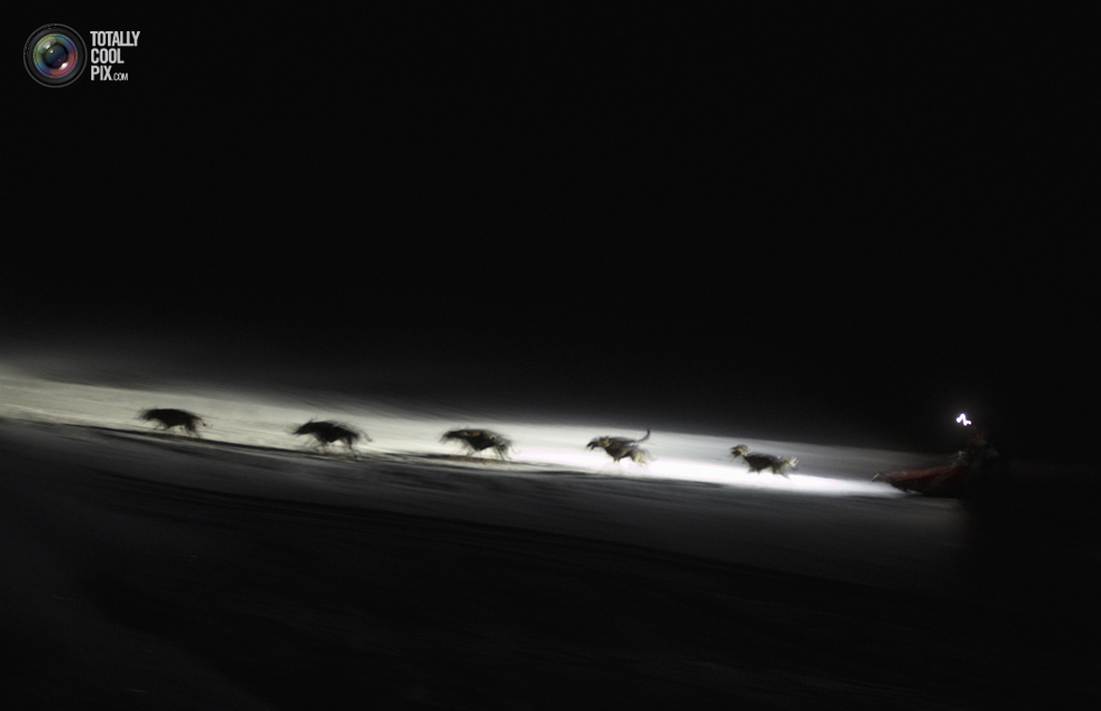 Фотография: Гонки на собачьих упряжках La Grande Odyssee №23 - BigPicture.ru