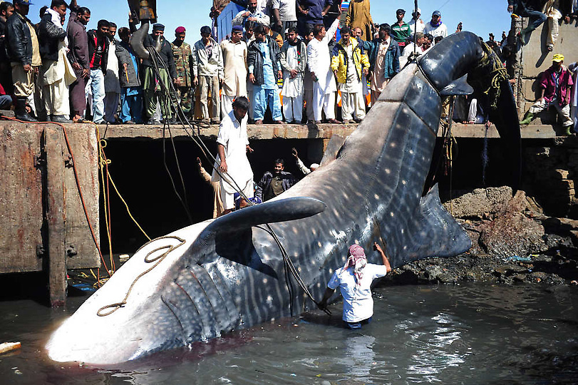 Фотография: Мертвую китовую акулу, найденную у побережья Пакистана, продали за $19 тыс. №7 - BigPicture.ru
