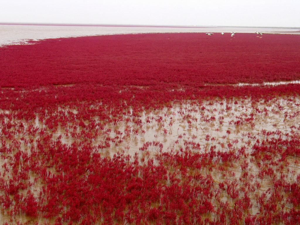 Фотография: Красный пляж в Китае №2 - BigPicture.ru