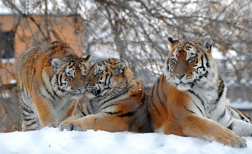 Фотография: Белые львы и другие братья наши меньшие №2 - BigPicture.ru