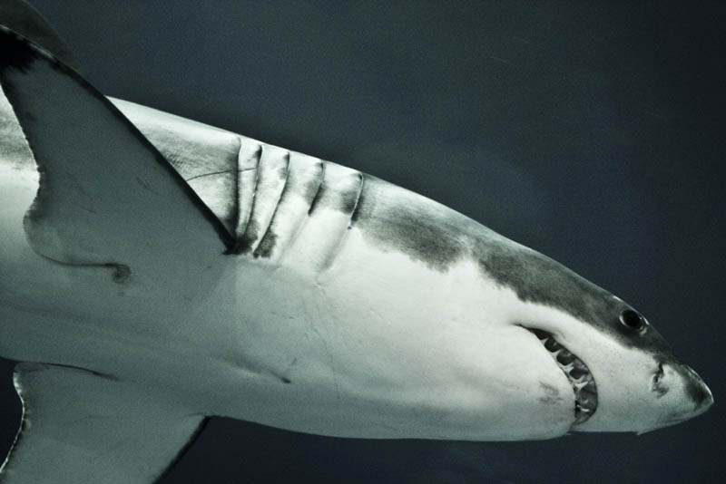 Фотография: Повелительница морей - большая белая акула №14 - BigPicture.ru