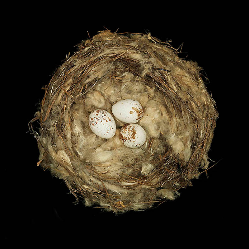 Фотография: Шедевры природной архитектуры — птичьи гнезда №16 - BigPicture.ru