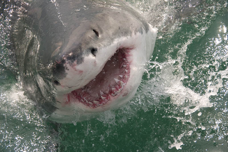 Фотография: Повелительница морей - большая белая акула №18 - BigPicture.ru