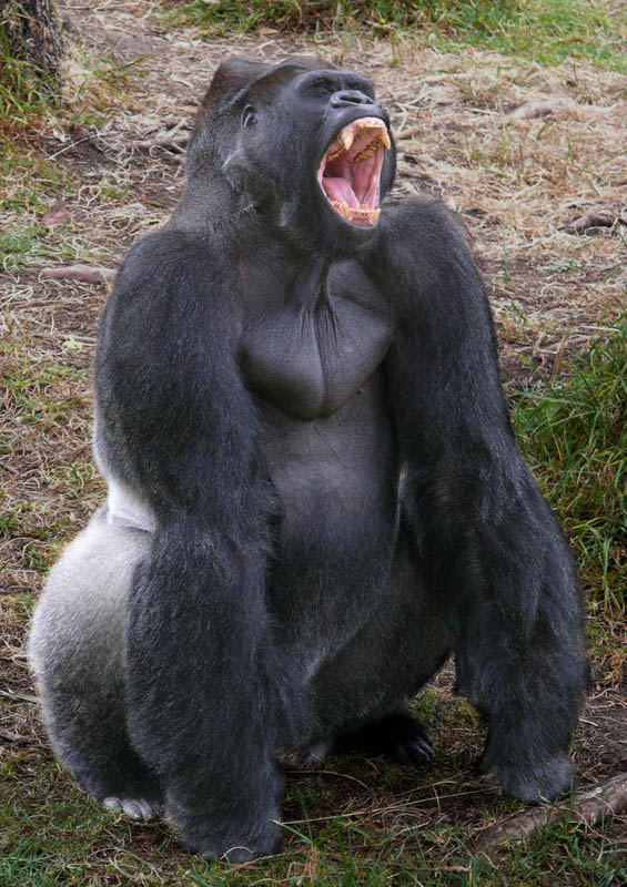 Фотография: Эти удивительные гориллы: фотофакты №18 - BigPicture.ru