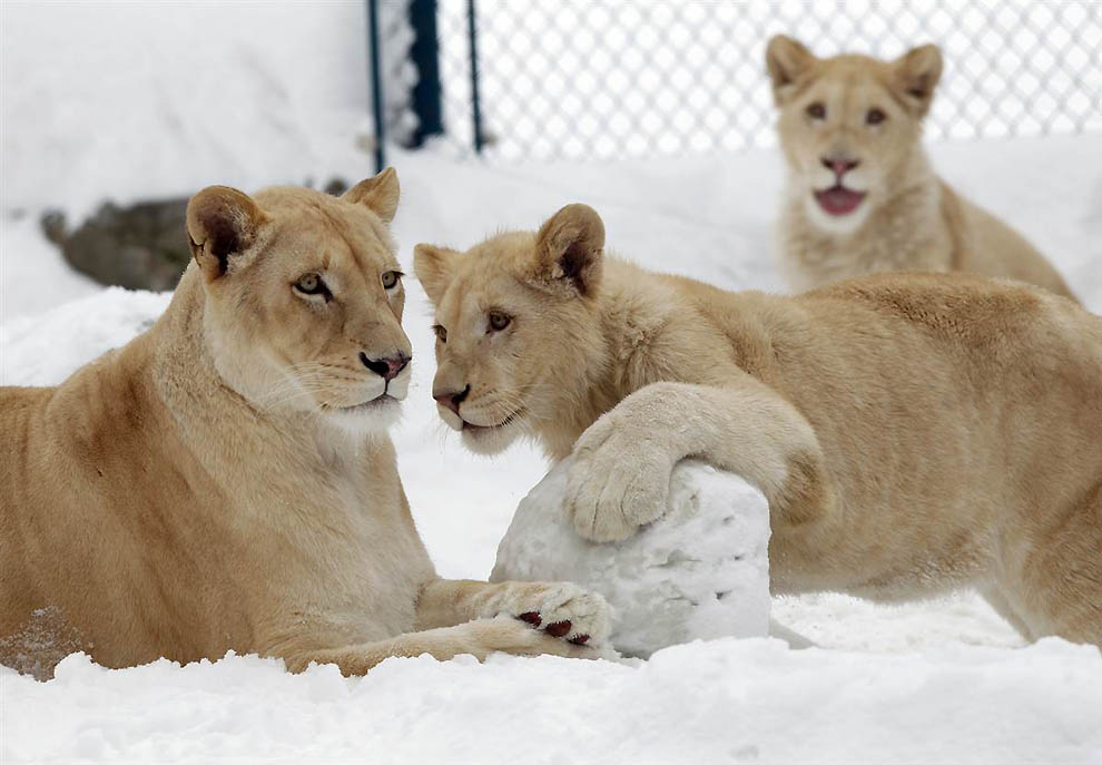 Фотография: Белые львы и другие братья наши меньшие №3 - BigPicture.ru