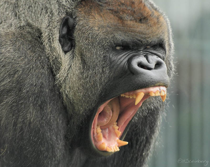 Фотография: Эти удивительные гориллы: фотофакты №23 - BigPicture.ru