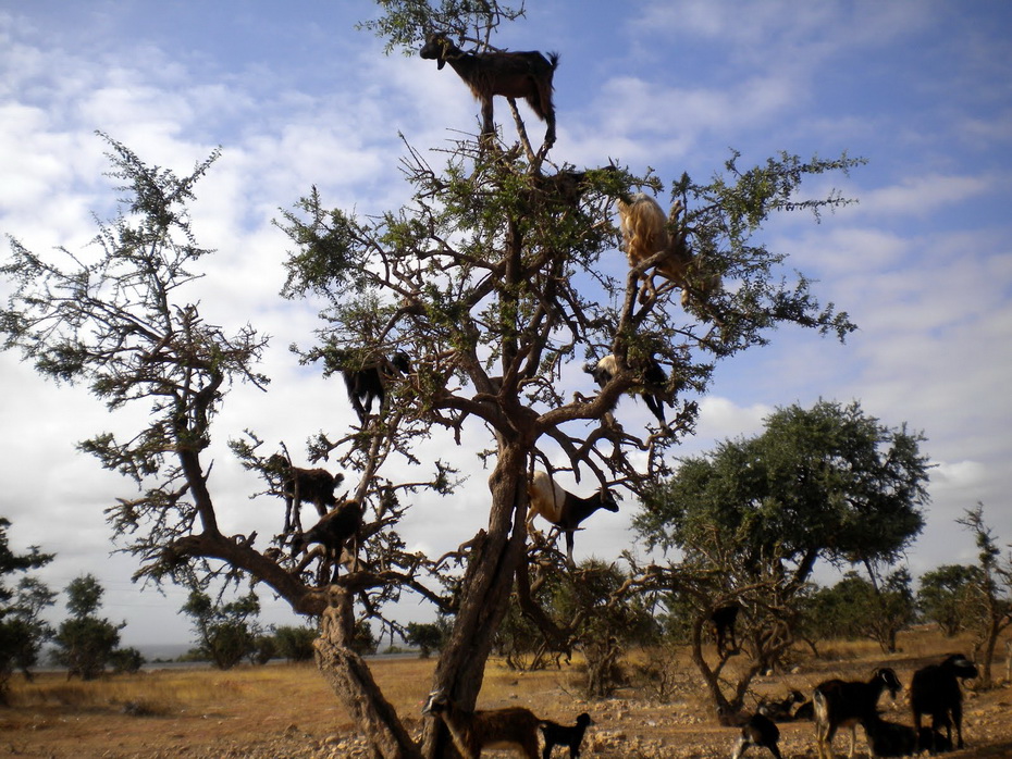 Фотография: Козы на деревьях в Марокко №3 - BigPicture.ru