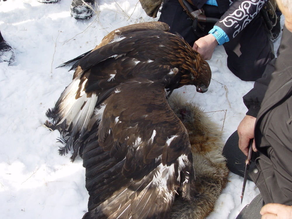 Фотография: Фоторепортаж с соревнований по охоте с ловчими птицами №27 - BigPicture.ru